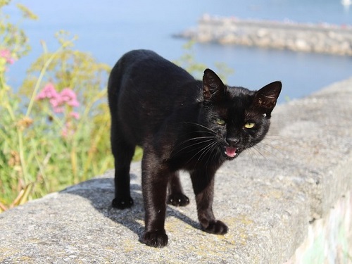 Полезные приметы, в которые стоит верить