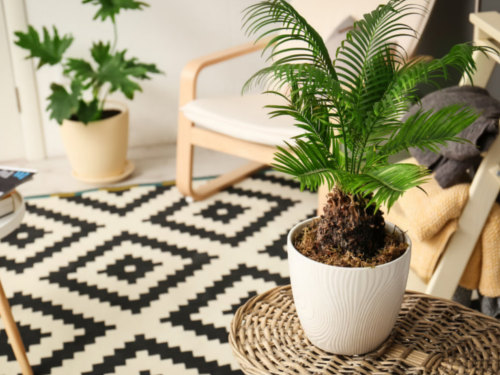 Лунный календарь комнатных растений на декабрь 2022 года