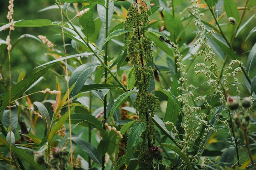 Первый синтетический генный драйв растений может помочь искоренить сорняки