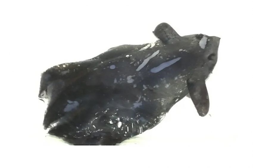 В Китае возможно обнаружен новый вид кальмара-вампира