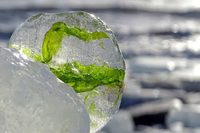 Потепление океанов приводит к вредоносному цветению водорослей в полярных водах