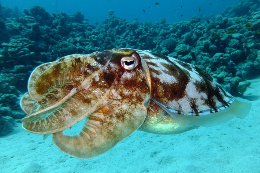 Ученые выяснили, что каракатицы тоже могут формировать ложные воспоминания