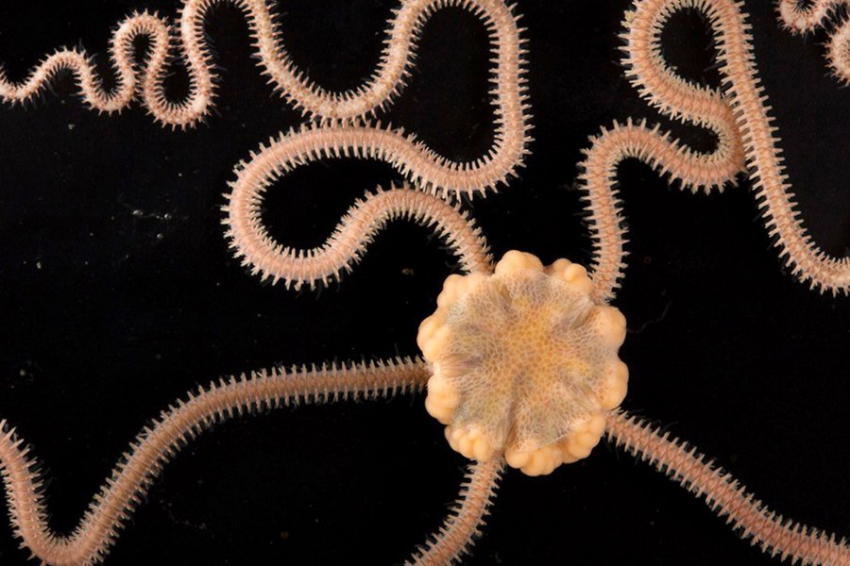 Древний генетический код регенерации обнаружен в геноме офиуры