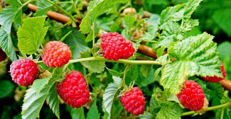 Православные отмечают 17 августа 2024 года праздник Авдотьи Малиновки