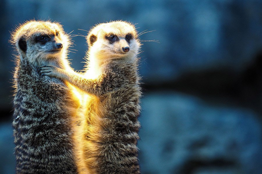 Исследователи совершили прорыв в понимании численности видов