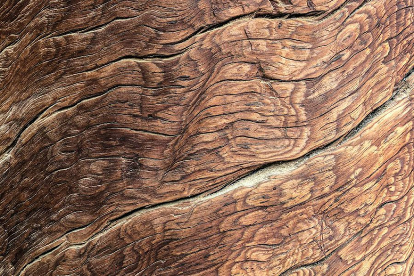 Генетически модифицированная древесина может хранить углерод и сокращать выбросы