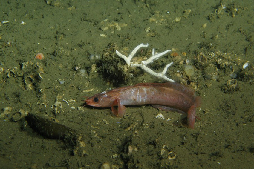 В глубоководных коралловых рифах Мавритании обнаружены новые виды рыб