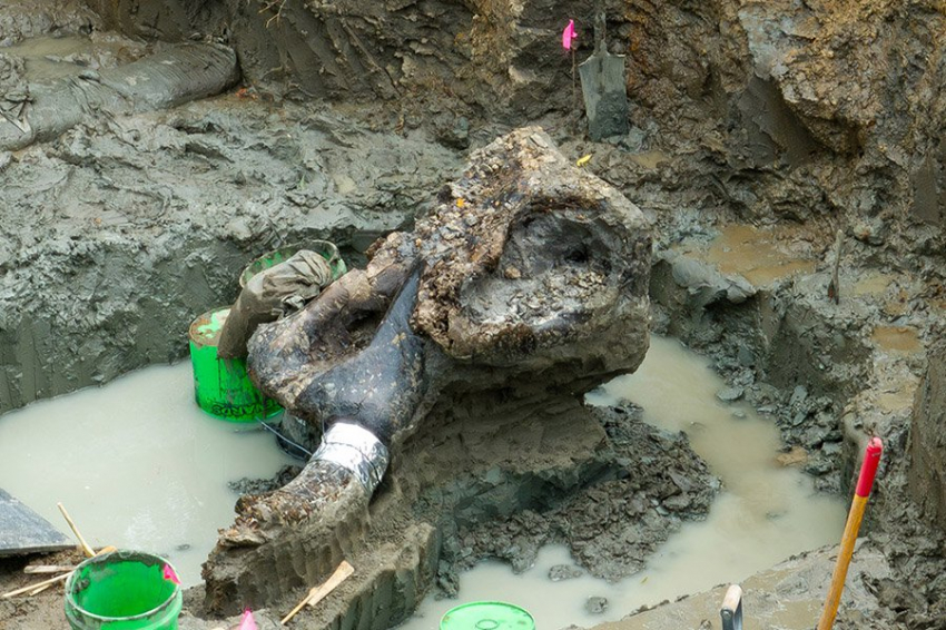 В США обнаружен хорошо сохранившийся череп мастодонта