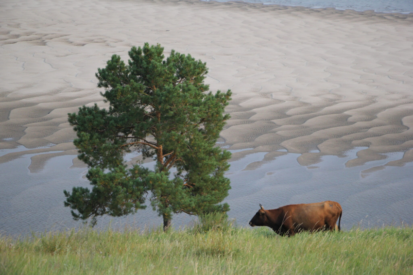 Почему на Матфея Змеесоса 22 августа змеи становятся более опасными, чем обычно
