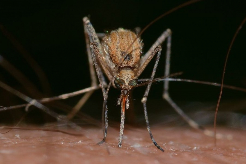 Специалисты предупредили о комарах – разносчиках опасной лихорадки