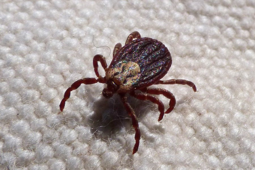 Nature: создан экспресс-тест на болезнь Лайма, вызываемого укусом клеща