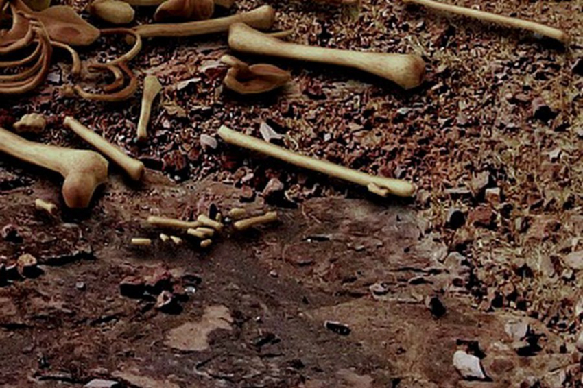 Археологи изучили, как быстро эволюционировали древние хоббиты Homo floresiensis