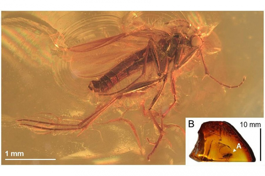 В куске янтаря возрастом 40 миллионов лет обнаружен редкой грибной комарик