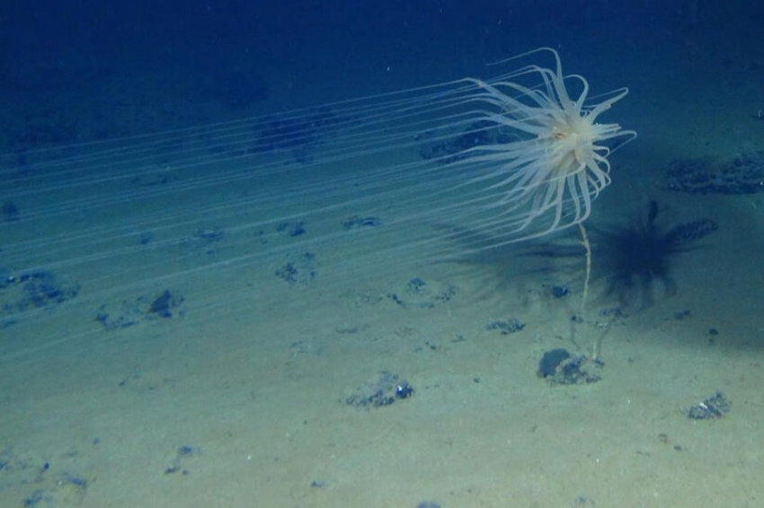 Ученые обнаружили неожиданный источник кислорода в глубинах Тихого океана