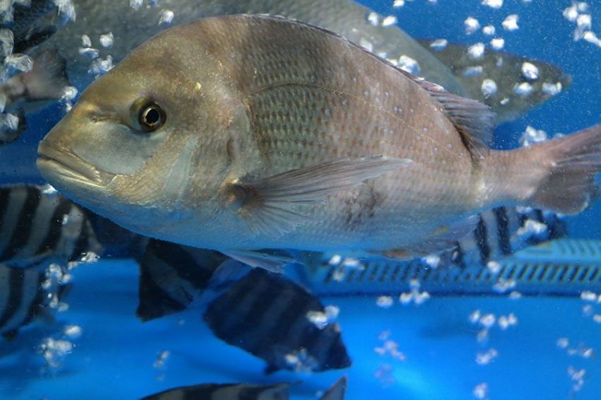 Бактерии кишечника рыб могут оказывать положительное воздействие против морщин