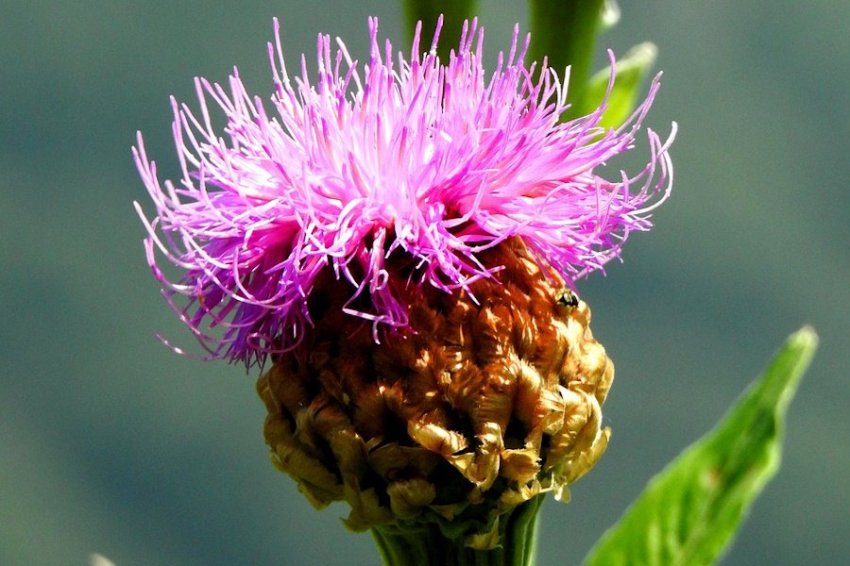 Ученые Новосибирска выявили противовирусные свойства экстракта левзеи