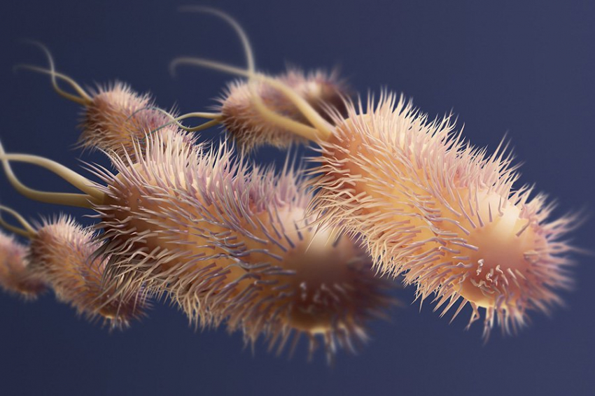 Недавно обнаруженный антимикробный препарат может предотвратить и лечить холеру