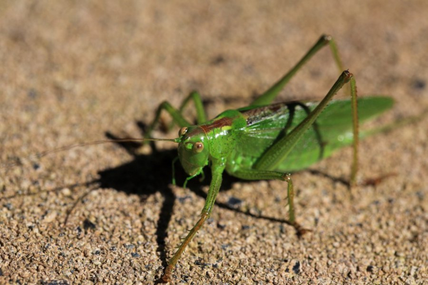 FSАР: Ученые предложили есть муку из кузнечиков для улучшения либидо и сна