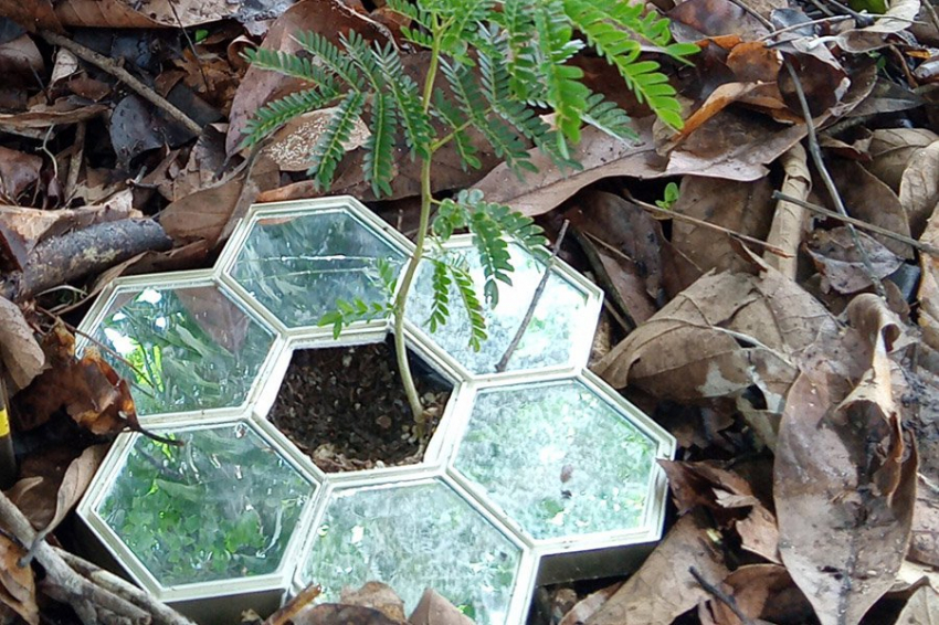 Установленные под растениями зеркала улучшают их выживаемость и рост 