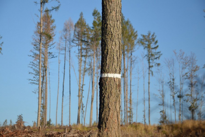 Красноярские ученые разработали новый метод раннего обнаружения вредителей леса