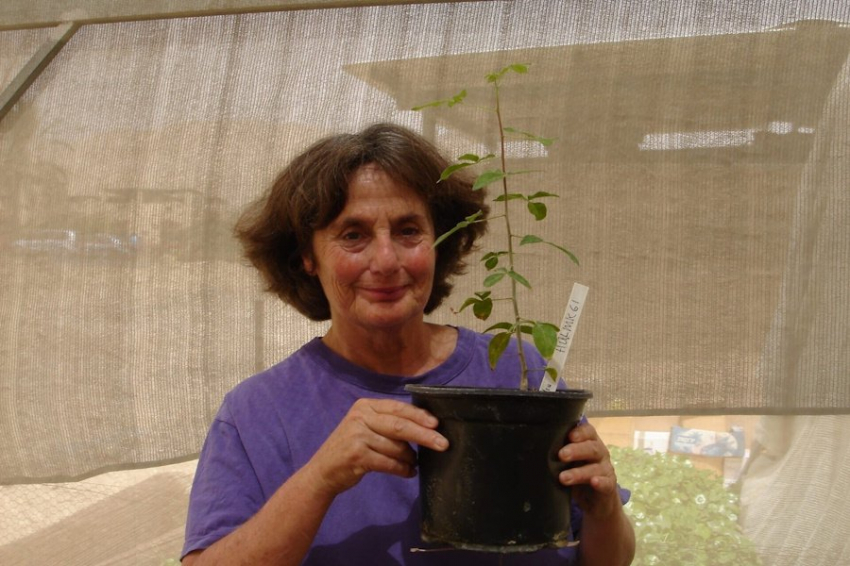 Выращено дерево - источник библейского бальзама