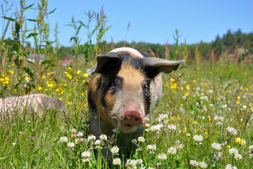 Свиньи могут быть источником заражения человека крысиным гепатитом Е