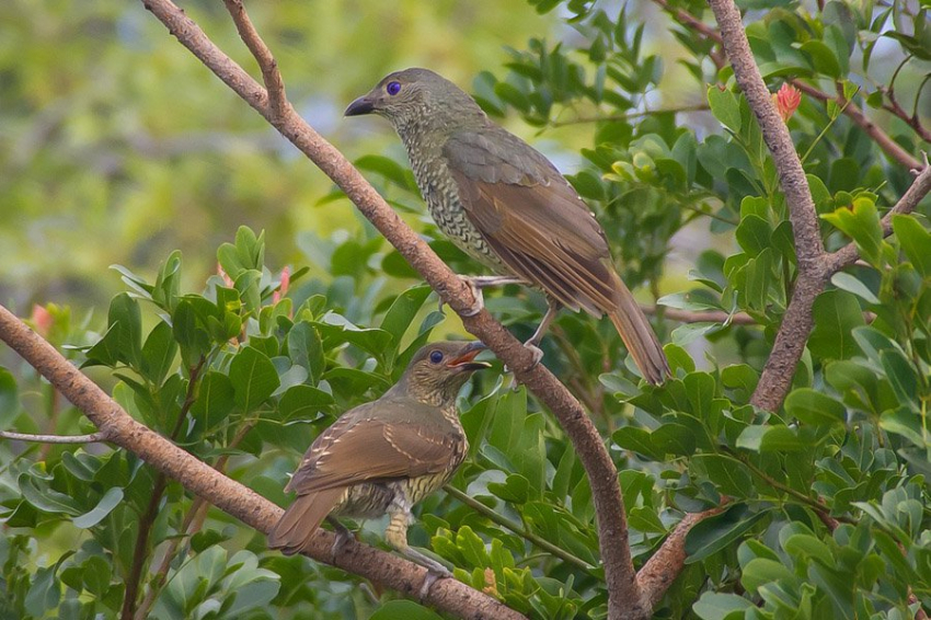 Самцы шалашников создают акустические сооружения в своих любовных святилищах