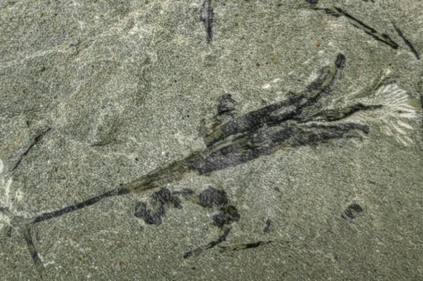 Новые ископаемые семена проливают свет на распространение растений ветром