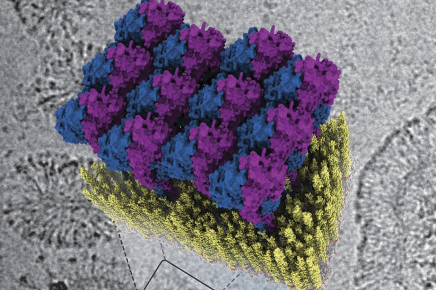 Ученые выяснили, как врожденный иммунитет обволакивает бактерии
