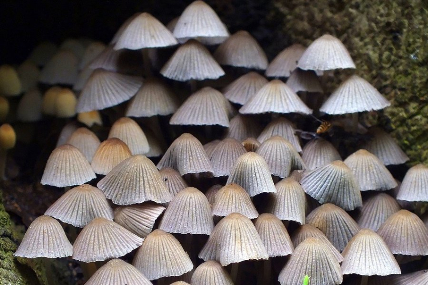 Грибы с интеллектом: открыты когнитивные способности у организмов без мозга