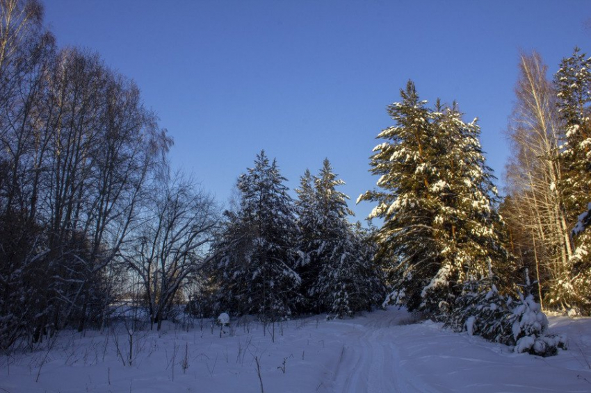 В России научились использовать сточные воды для восстановления лесов и почв