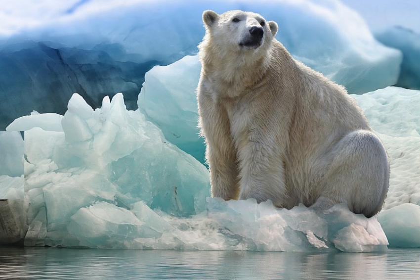 Ecology: белые медведи страдают из-за глобального потепления