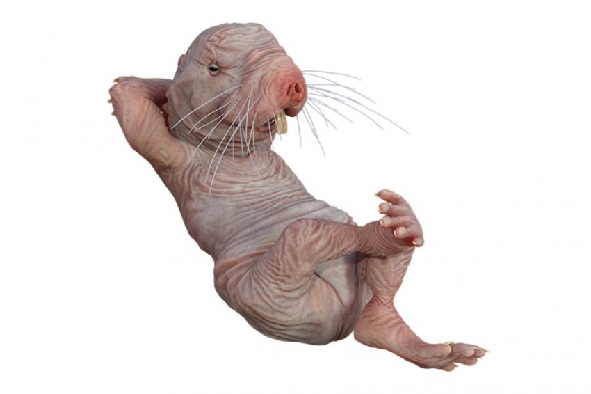 Подавление «мусорной» ДНК у голых землекопов помогает бороться со старением