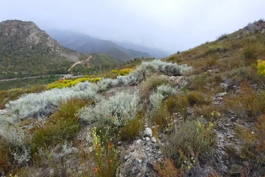 Новые виды растений обнаружены с помощью усовершенствованной технологии ДНК