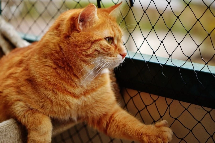 Химеры проживают рядом с нами: какова опасность