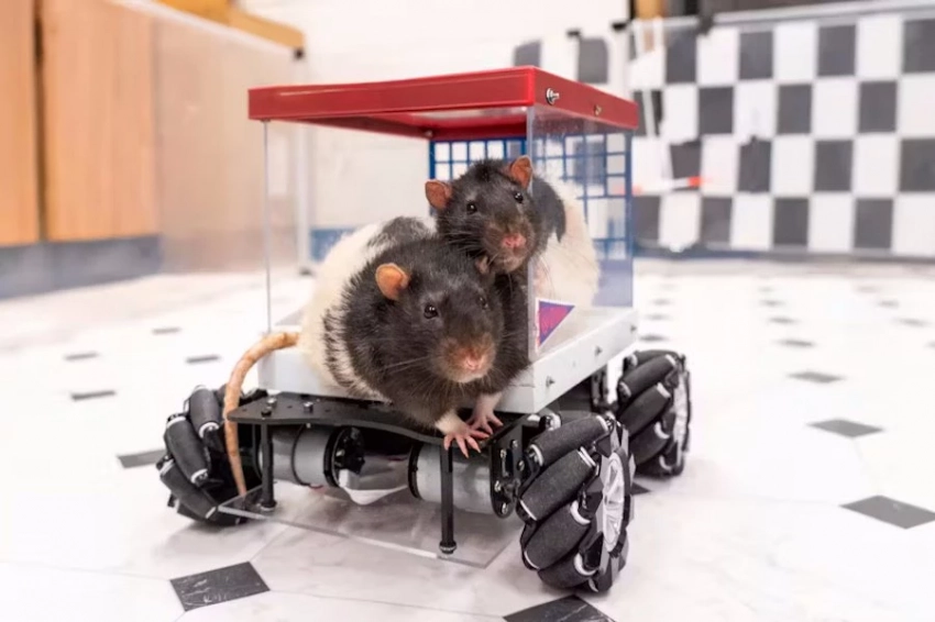 Крысы за рулем авто: грызуны учат нас радоваться жизни