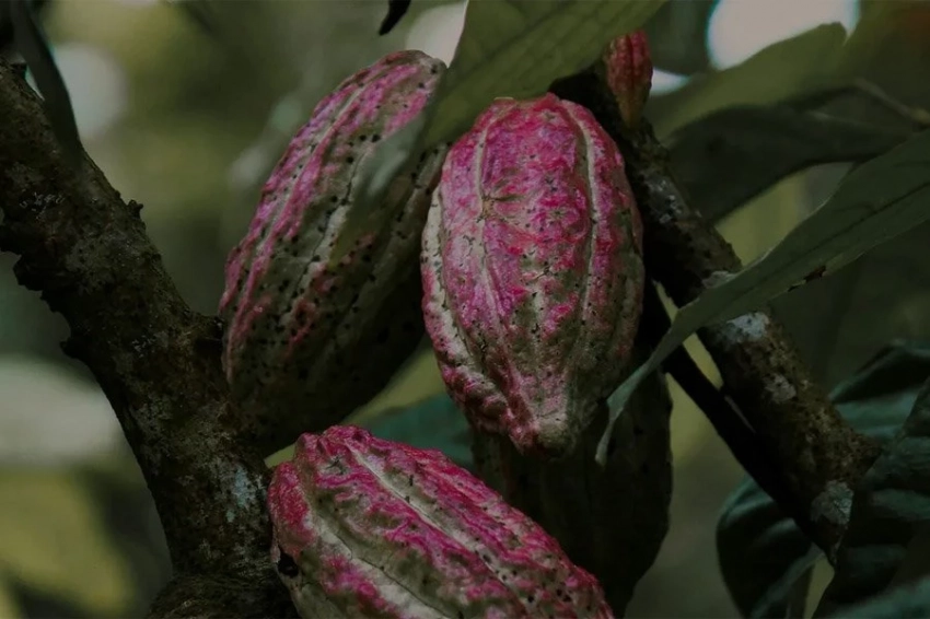 Листья близлежащих деревьев могут существенно повлиять на урожай какао-растений