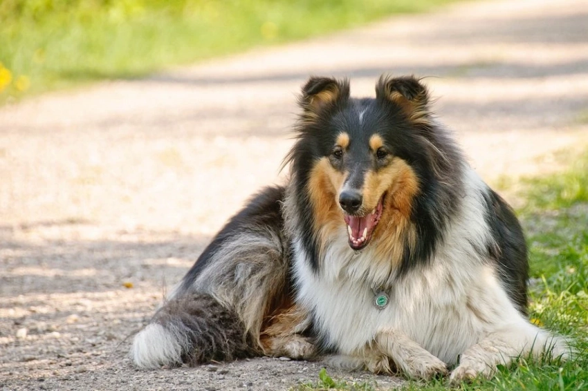 Кинологи назвали породу собак с выдающимся интеллектом