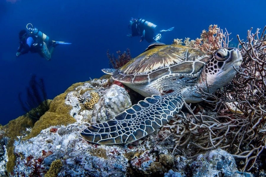 От затонувших кораблей до темного кислорода: главные подводные открытия года