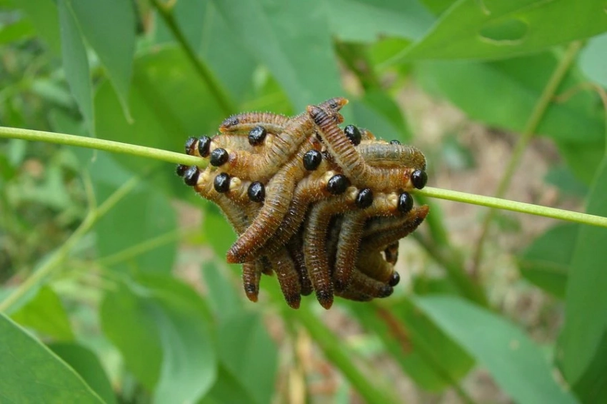 Ученые из США обнаружили новый вид плоских червей: Amaga pseudobama