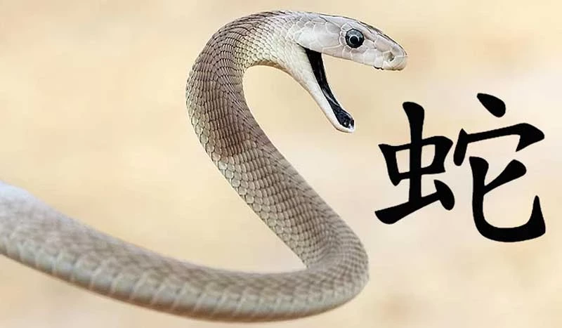 Советы китайского гороскопа на февраль 2025 года для всех знаков