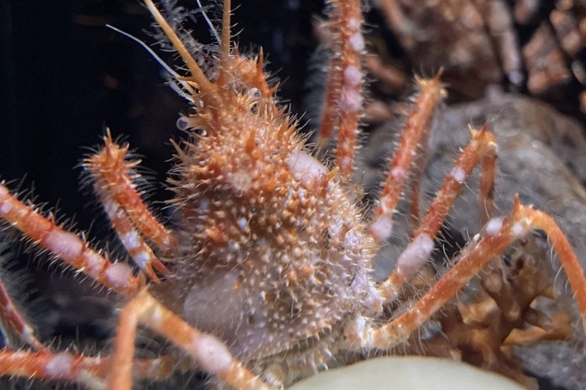 Маленький королевский краб обнаружен в Мексиканском заливе