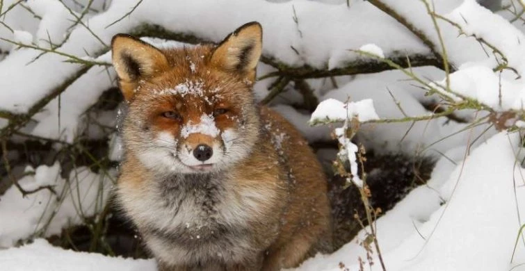 Какой сегодня праздник: 3 февраля отмечается несколько праздников, какой церковный праздник сегодня, 03.02.2025