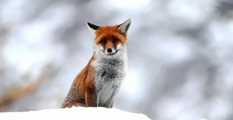 Ксенофонта, супругу его Марию и сыновей их Аркадия и Иоанна почитают православные 8 февраля 2025 года