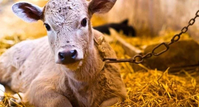 Праздник Вукола Телятника 19 февраля богат на приметы, традиции и обряды