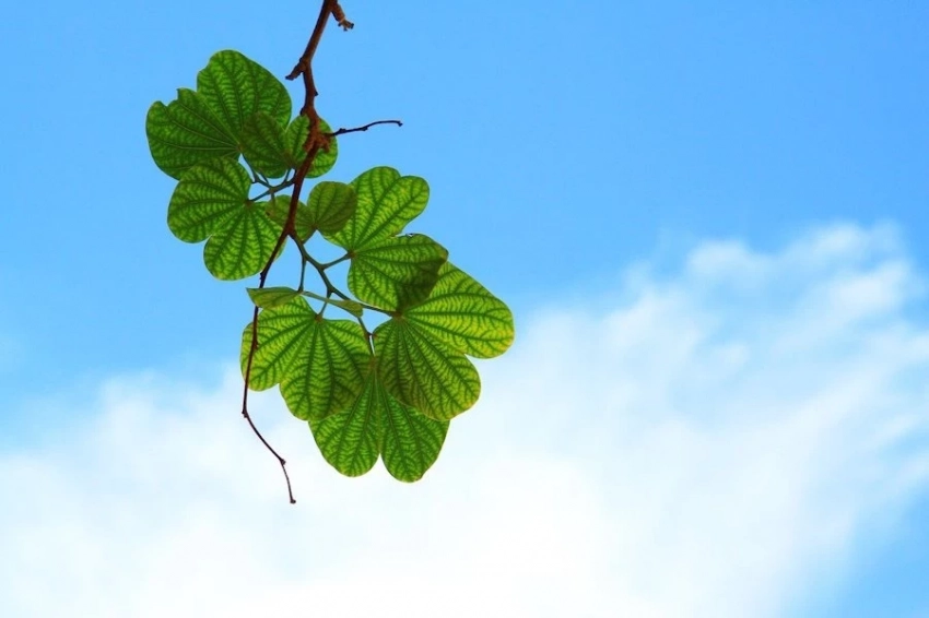 «Зеленые» технологии ведут к созданию индустрии на $10 трлн