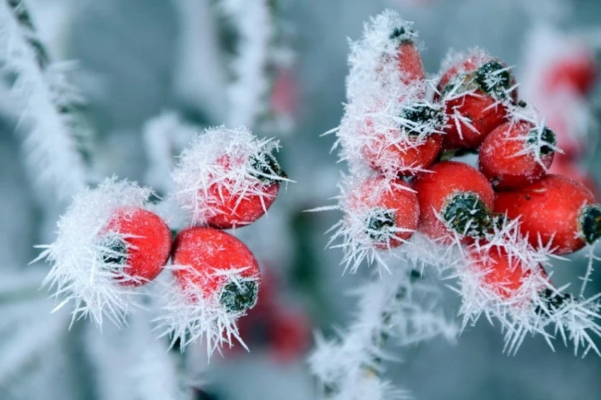 Ученые ТГУ выявили новые целебные соединения в шиповнике
