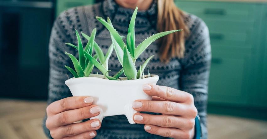 Держите их дома, чтобы стать здоровее: 9 волшебных растений, которые заберут болезни