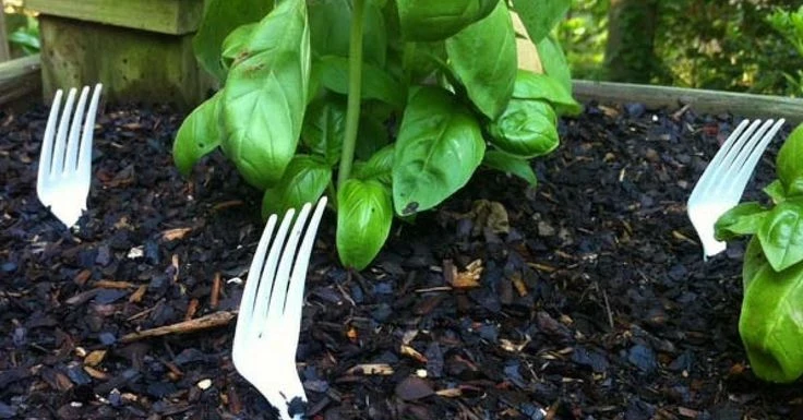 Какой предмет нужно воткнуть в землю на огороде, чтобы защититься от вредителей