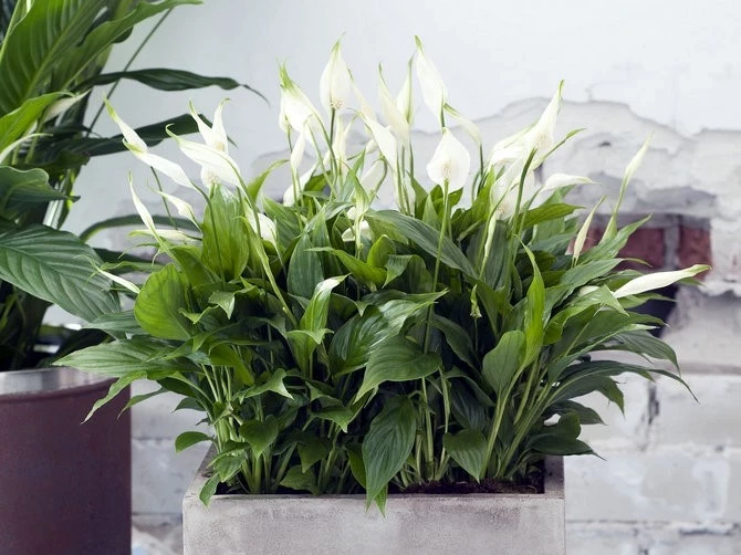 Какие домашние растения очищают воздух и поглощают плесень